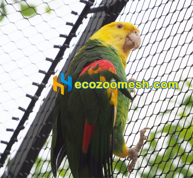 Parrot aviary mesh, Stainless Steel 304 50' x 16'Panel Nature and Black Oxide Color For Zoo and Self Aviaries