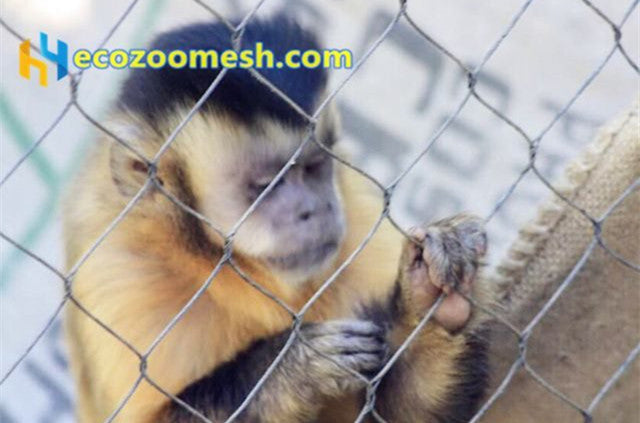 Why Choose Stainless Steel Rope Woven Mesh as the Monkey Fence Mesh? A Comprehensive Analysis