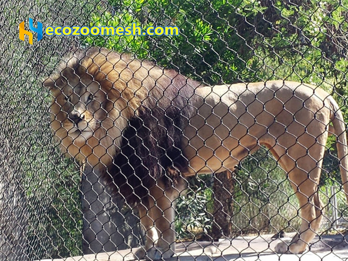 Stainless Steel Wire Rope Mesh: A Professional Fence Solution for Lion Enclosures & Zoo Habitats