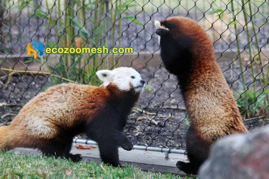 Small Animals Exhibit Mesh - 50ft x 16ft mesh panel